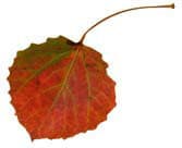 Firmenlogo von ILG Dr. Schroedl