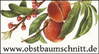 Firmenlogo von Olaf Dreyer Obstbaumschnitt