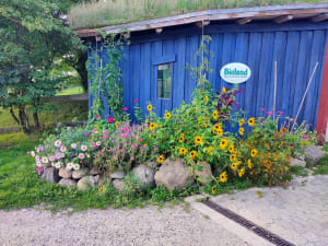 Sommerblumenbeet