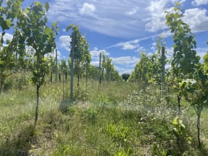 Ökologischer Weinberg im Markgräflerland