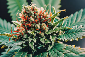 Cannabis Blüte
