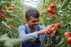 Mit viel Freude und Engagement an der Arbeit sind alle Mitarbeiter bei der Tomatenernte