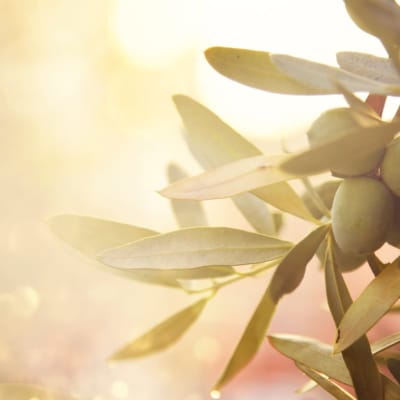 Nahaufnahme einer Olivenfrucht an einem Ast. Olivenhain und Sonnenlicht im Hintergrund. Alte mediterrane Olivenbäume wachsen.