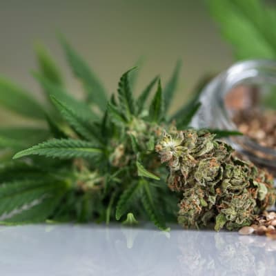 CBD Blüten und Hanfsamen auf einem Tisch