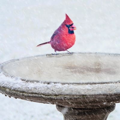 Vogel mit zugefrorener Vogeltränke