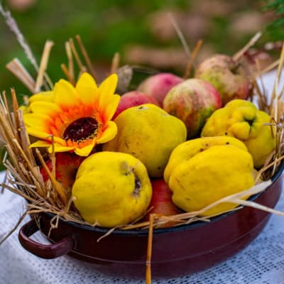 Ein farbenfrohes Arrangement mit einem Herbstfrüchtekorb, Quitten, Äpfeln und einer Sonnenblume auf einem Spitzentisch im Freien.