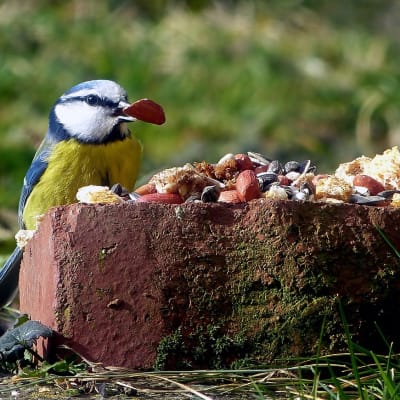 Vogel frisst Vogelfutter