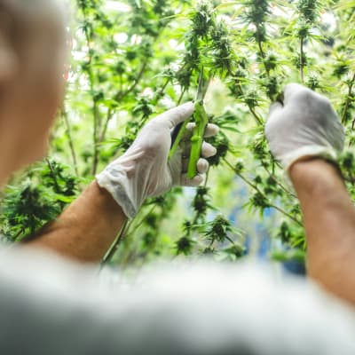 Person mit Einweghandschuhen schneidet mit einer Schere Blüten an Cannabispflanzen im Gewächshaus