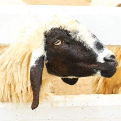 Weiße Scharfe mit schwarzem Kopf und weißen Einschüssen. 