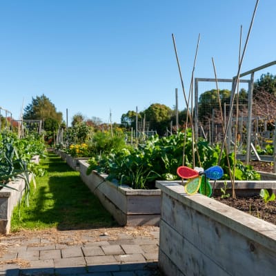  Gartenparzellen mit kleinen, bunten Vogelscheuchen in städtischen Gemeinschaftsgärten