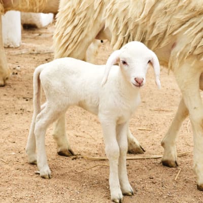 Kleines weißes geschorenes Lamm bei seiner Mutter. 