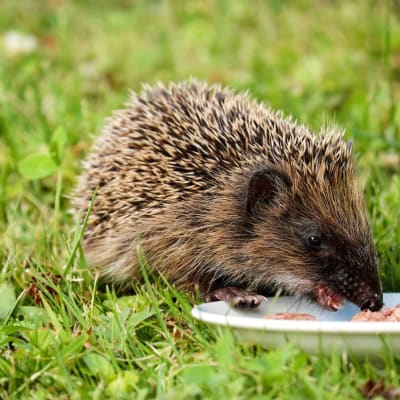 Ein Igel genießt eine Mahlzeit auf einem grassierenden Rasen und zeigt sein stacheliges Fell und natürlichen Lebensraum.