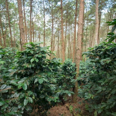 Eine Kaffeeplantage in der Nähe von Doi Tung nördlich der Stadt Chiang Rai in Nordthailand. Dort wächst der Kaffee im Schatten der Bäume. 