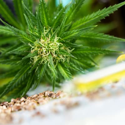 CBD-Cannabis und medizinisches Marihuana