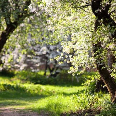 Blühende Apfelbäume im Park