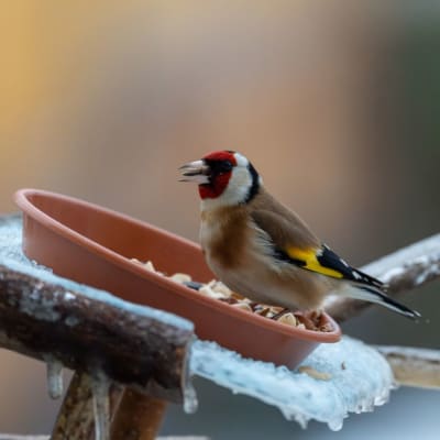 Stieglitz, der in einem Wintergarten nach Futter sucht, sitzt auf einem Ast mit Samen.