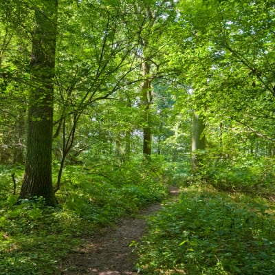 lebendiger Wald mit Fußweg