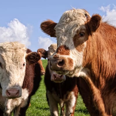 Kuh und Bulle posieren auf einer grünen Wiese