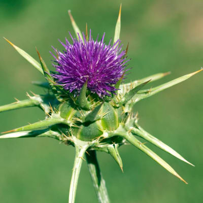 Mariendistel, Silybum, marianum, Distel