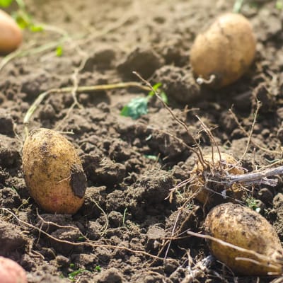 Viele Kartoffelknollen die auf lockeren Boden liegen. Demeter Landwirtschaft. Frisches Bio-Gemüse, ökologische Lebensmittel aus der Landwirtschaft. Landwirtschaftliche Produktion.