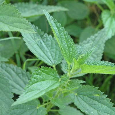 Grüner Hintergrund von Pflanzen auf einem landwirtschaftlichen Feld, Unkraut, Brennnessel