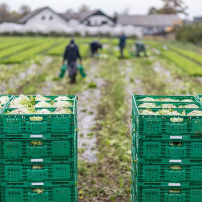 Ernte auf einem Biofeld in wiederverwendbaren Kunststoffküsten