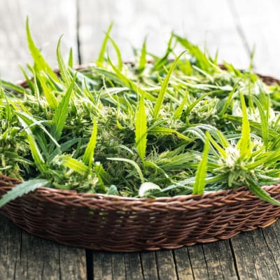 Marihuana-Knospenblüten in einem Korb auf einem Holztisch.