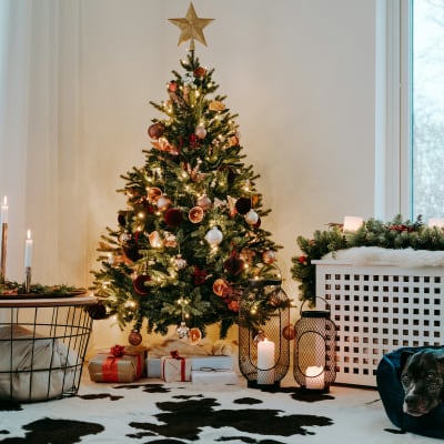 Weihnachtsbaum nachhaltig kaufen: Bio, im Topf, mieten oder Alternative?