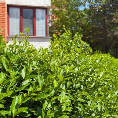  Gestutzte Hecke entlang des städtischen Bürgersteigs