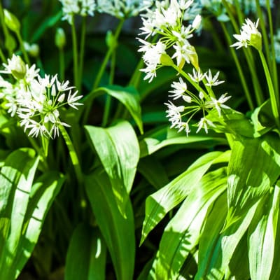 Bärlauch im Wald 