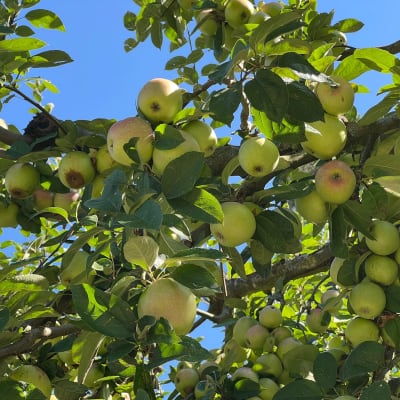 Alte Apfelsorten werden zunehmend wieder in Obstgärten angepflanzt.