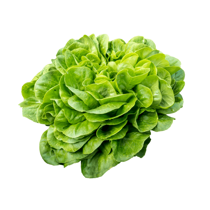 Eichblattsalat - Natur.com | © Natur.com