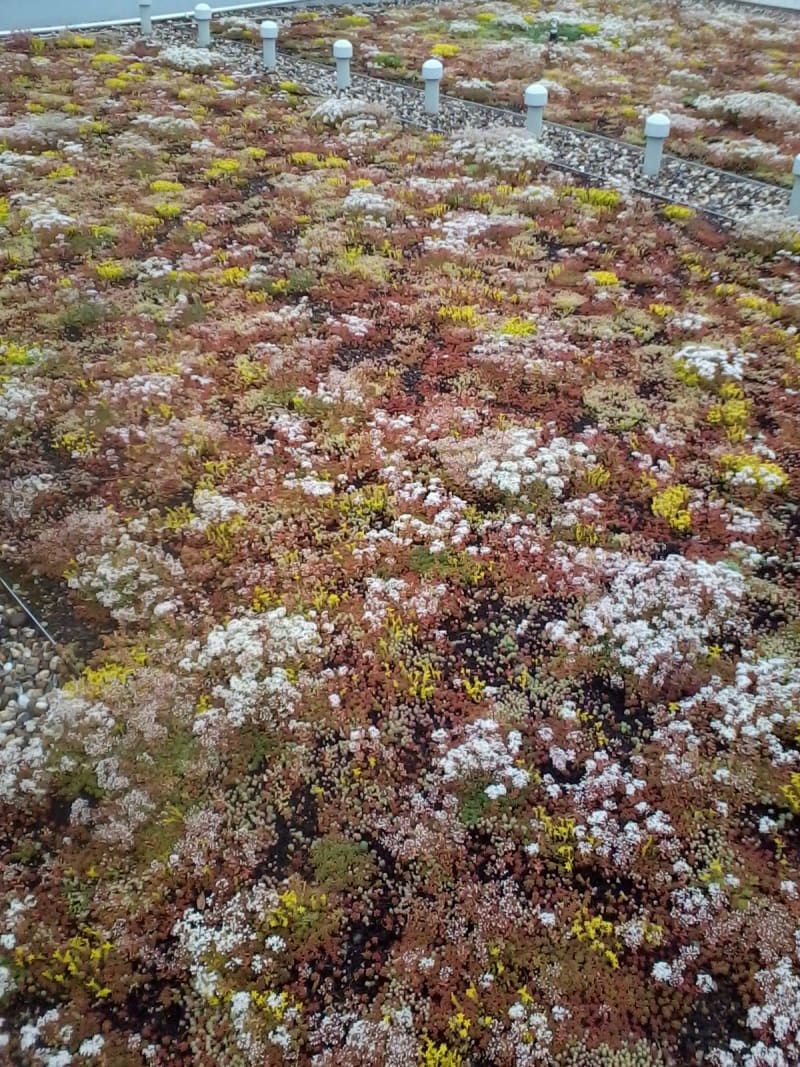 Nahaufnahme einer eingewachsenen Dachvegetation aus Moosen und Sedum | © BEMA GmbH