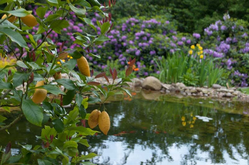 Teichbau und Bepflanzung | © Lebendige Gärten Bernd Will / PAINSAPPA