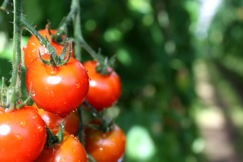 Gewächshaustomaten kurz vor der Ernte | © Gemüsegärtnerei Breklingfeld Höft & Johannsen GbR