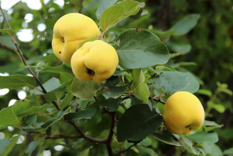 Reife Quitten am Baum kurz vor der Ernte