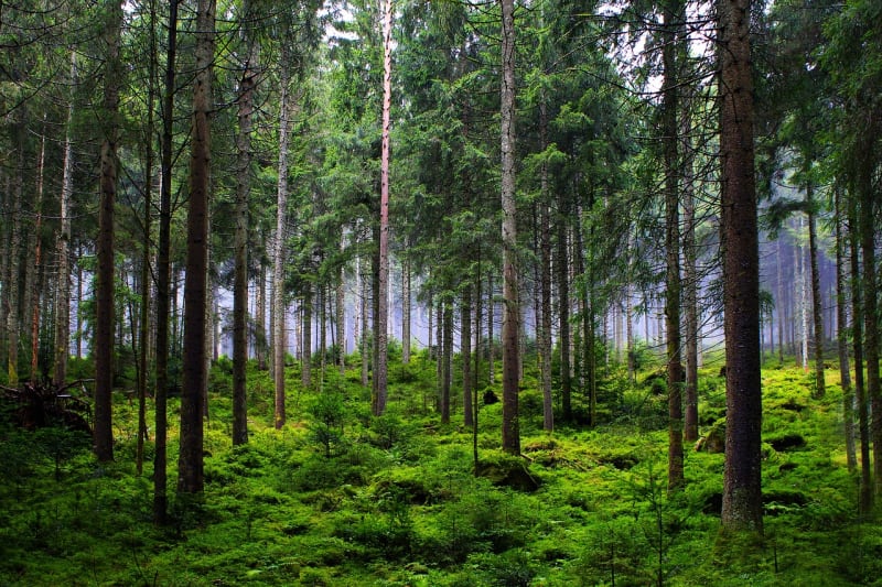 Ein dunkelgrün mit Moos bewachsener Wald 