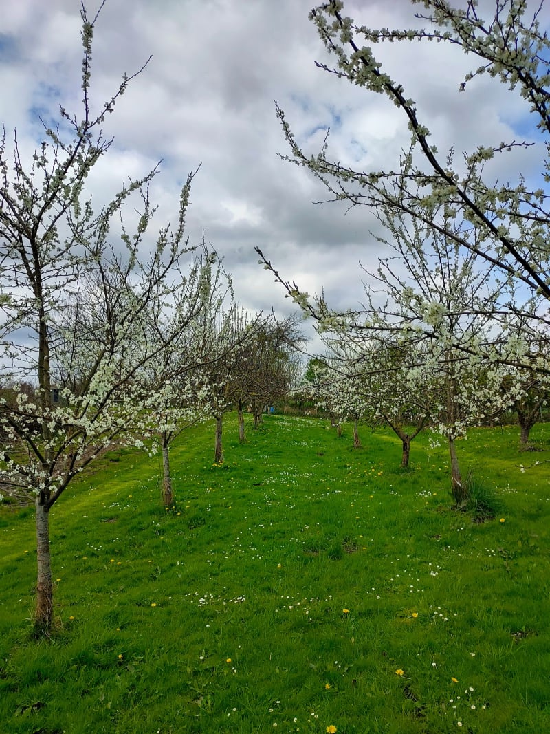 Apfelbäume der Sorten Holsteiner Cox, Roter Alkmene, Boskop und Starkest Earliest in der Blüte | © Gemüsegärtnerei Breklingfeld Höft & Johannsen GbR