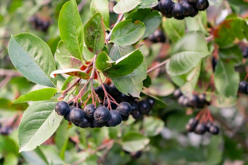 Apfelbeeren (Aronia) am Strauch