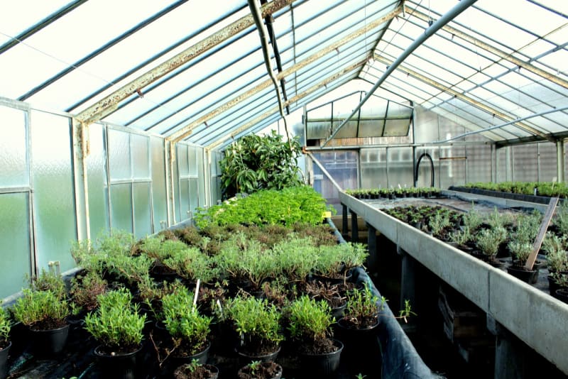 Kräuteraufzucht im Kaltgewächshaus | © Gemüsegärtnerei Breklingfeld Höft & Johannsen GbR