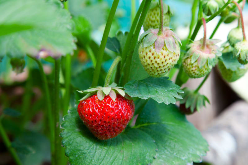 Nahaufnahme von frischen Bio-Erdbeeren, die an der Pflanze wachsen