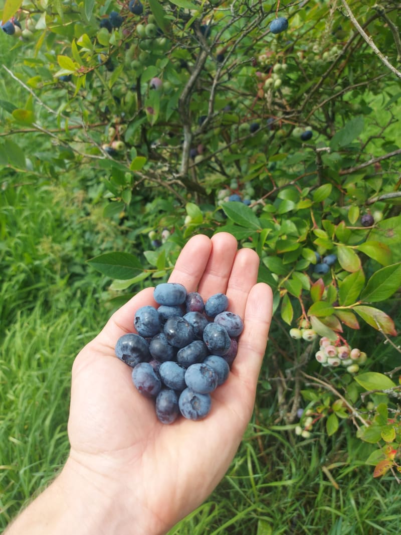 Heidelbeeren von den 200 hofeigenen Sträuchern | © Gemüsegärtnerei Breklingfeld Höft & Johannsen GbR