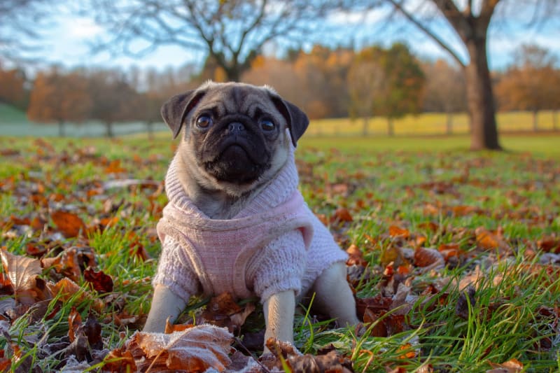 Mops Hund in Winterkleidung