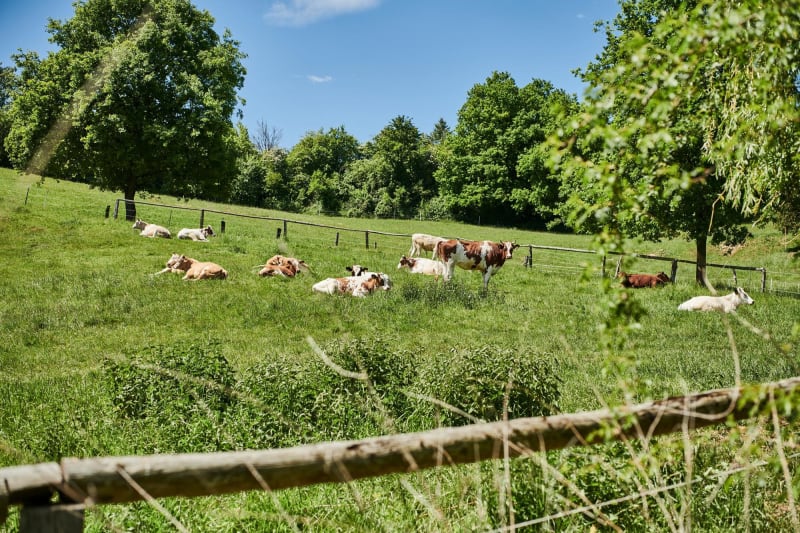 Fleckenbühler Kühe auf der Weide | © die Fleckenbühler