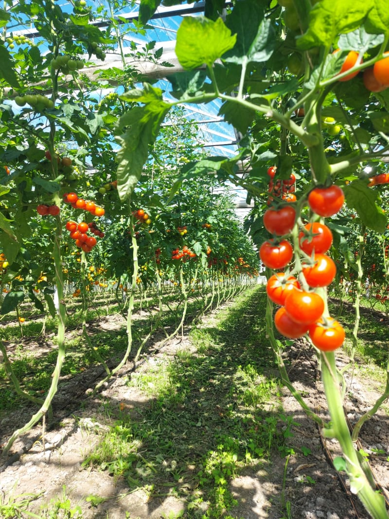 Tomatenpflanzen in der Erntezeit | © Gemüsegärtnerei Breklingfeld Höft & Johannsen GbR