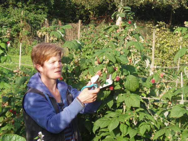 Betriebsleiterin Julia Johannsen bei der Himbeerernte | © Gemüsegärtnerei Breklingfeld Höft & Johannsen GbR