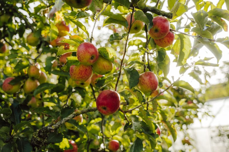 Lütauer Apfel | © Lütauer Süßmosterei / Weinbrandt