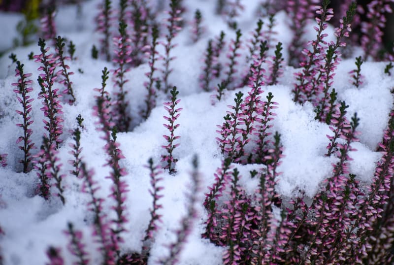 Heidekraut im Schnee