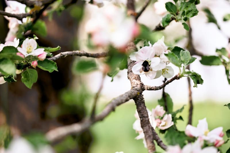 Biene an einer Apfelblüte