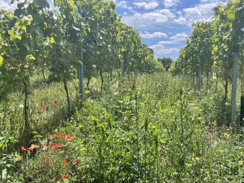 Ökologischer Weinberg in Ingelheim | © Peter Kirschbauer